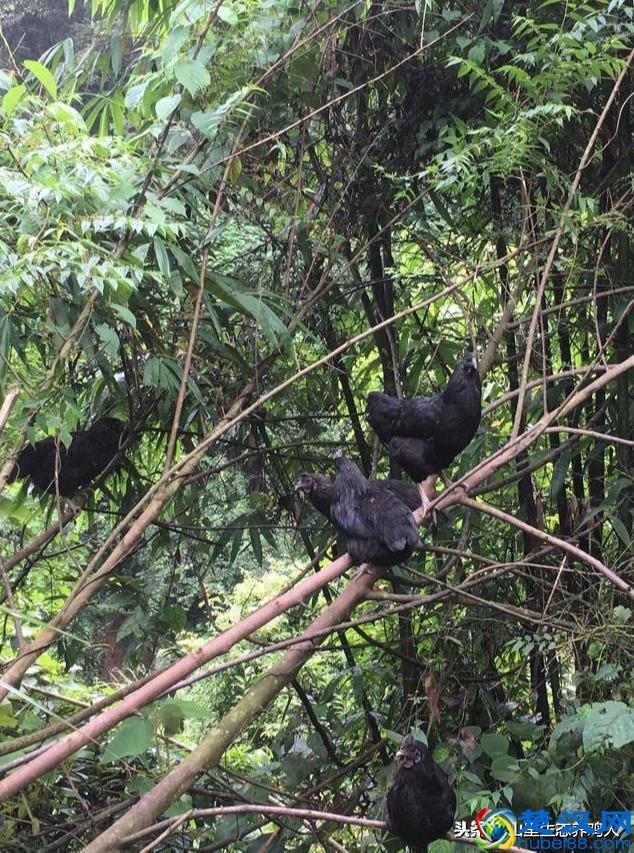 315打假土鸡蛋,真正的土鸡蛋到底该怎么选呢?总结几点教你鉴别