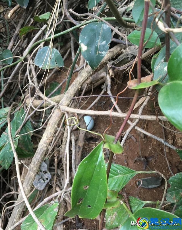 315打假土鸡蛋,真正的土鸡蛋到底该怎么选呢?总结几点教你鉴别