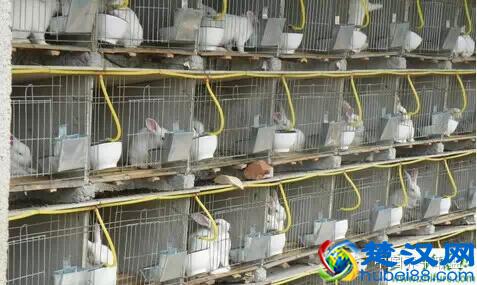 2015决定回农村创业？6个易成功养殖项目推荐