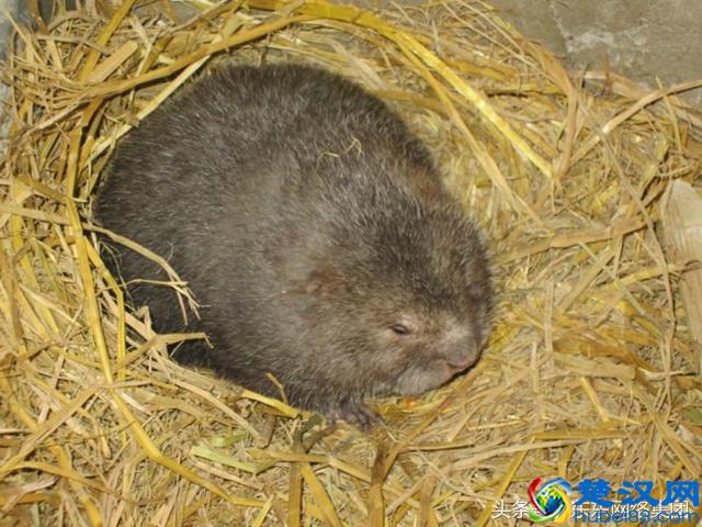 五种在适合在农村养殖的低成本、小规模养殖项目