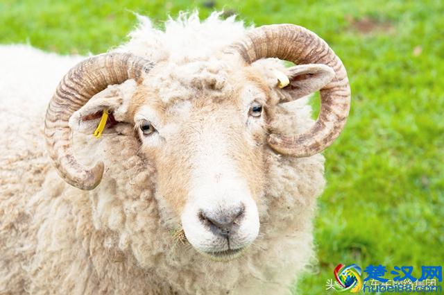 五种在适合在农村养殖的低成本、小规模养殖项目