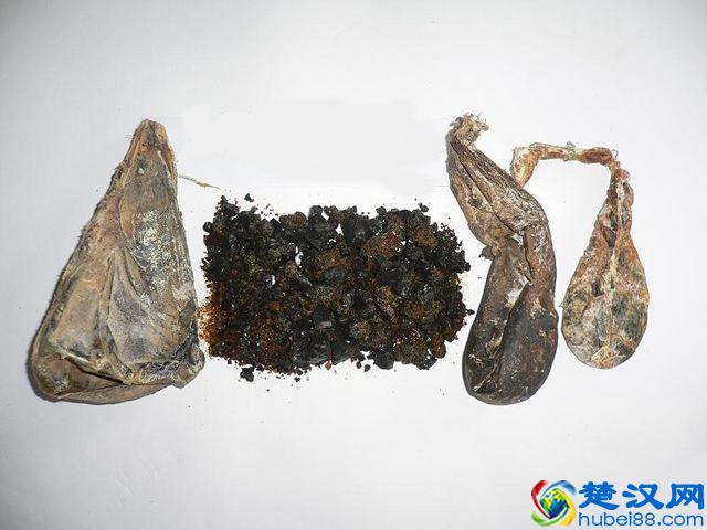 熊胆粉怎么吃？最适合哪些人服用？