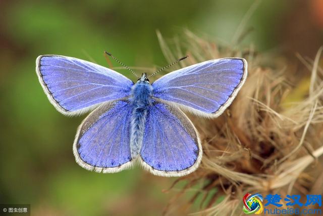 人们常用“飞蛾扑火”来形容致命的吸引，为什么飞蛾会被火吸引？