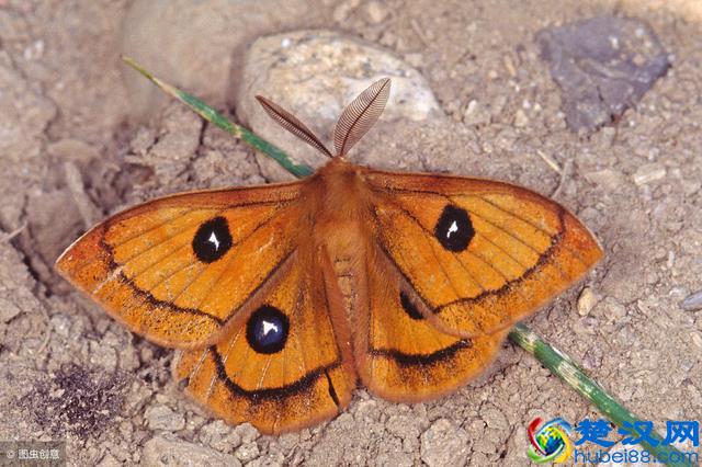 人们常用“飞蛾扑火”来形容致命的吸引，为什么飞蛾会被火吸引？