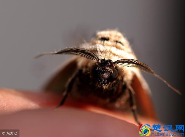 人们常用“飞蛾扑火”来形容致命的吸引，为什么飞蛾会被火吸引？
