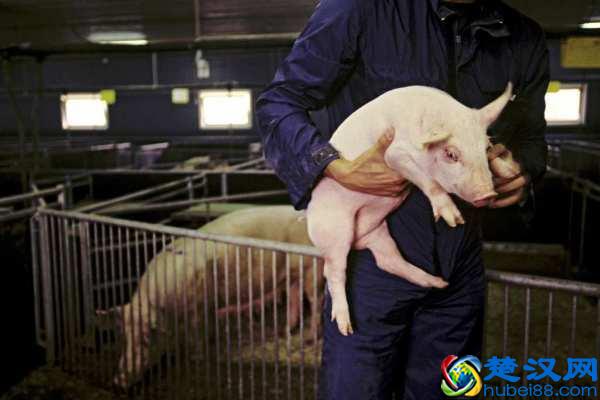 生石灰消毒是好东西，可是你知道怎么用吗？