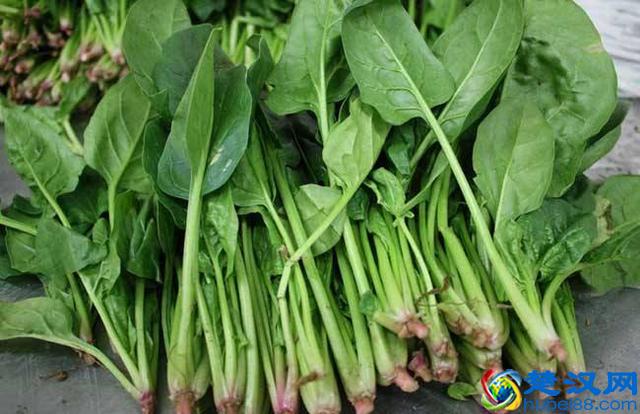 喜欢吃菠菜的要注意，不宜和这些食物一起吃