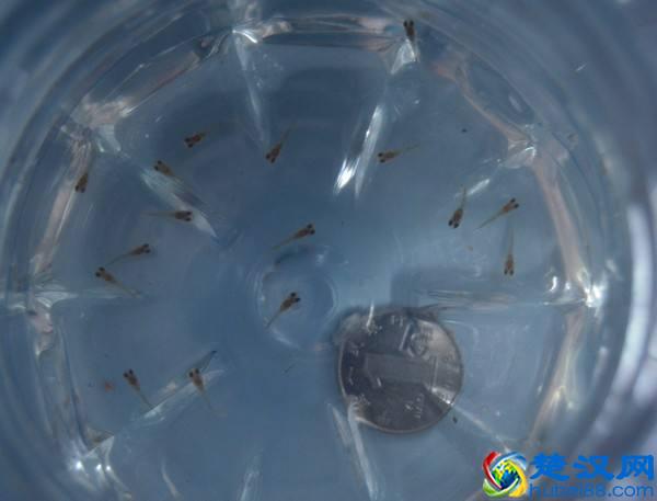 观赏鱼的小鱼苗我们怎么喂养好，多种鱼苗介绍！