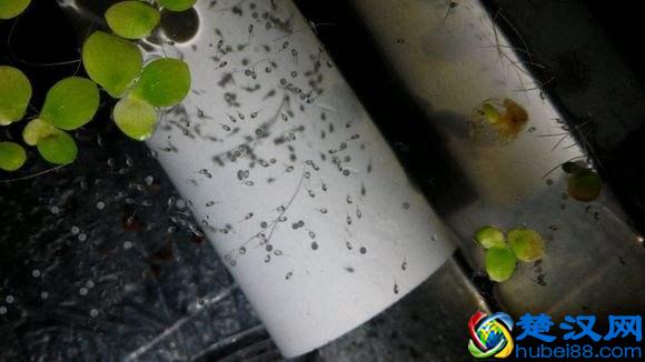 观赏鱼的小鱼苗我们怎么喂养好，多种鱼苗介绍！