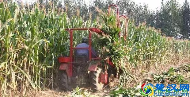 什么是秸秆肥？