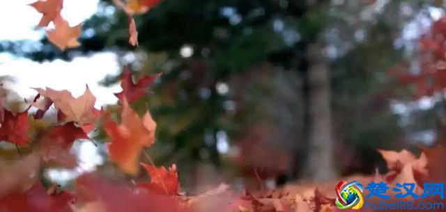 秋天的树叶为什么会变黄？