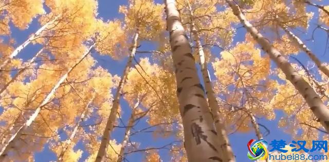 秋天的树叶为什么会变黄？