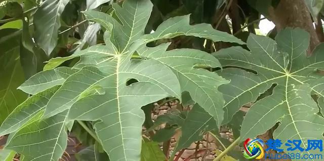 秋天的树叶为什么会变黄？