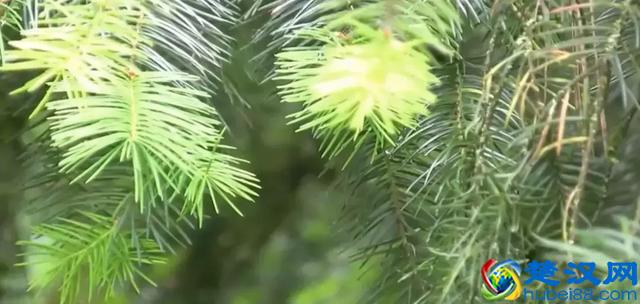 秋天的树叶为什么会变黄？