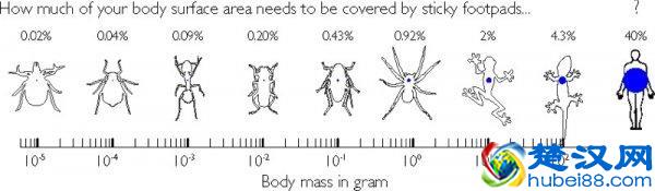 壁虎才是能黏在墙上的最大动物