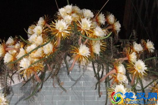 5种常见的昙花，开花真美丽！一起认识一下