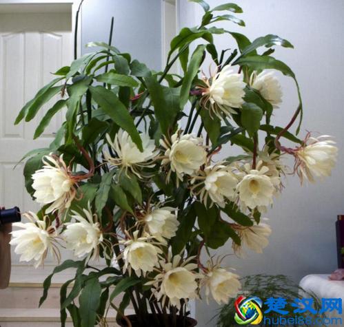 5种常见的昙花，开花真美丽！一起认识一下