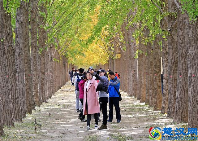 钓鱼台银杏大道开始大面积变黄，又到了一年一度的最佳赏银杏季节