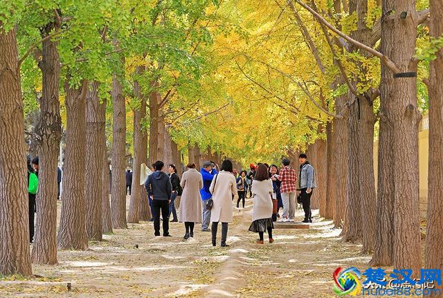 钓鱼台银杏大道开始大面积变黄，又到了一年一度的最佳赏银杏季节