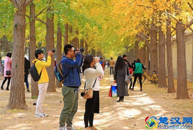 钓鱼台银杏大道开始大面积变黄，又到了一年一度的最佳赏银杏季节
