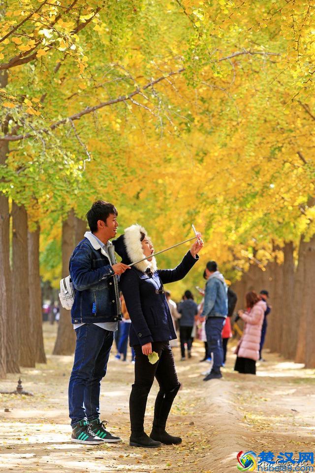 钓鱼台银杏大道开始大面积变黄，又到了一年一度的最佳赏银杏季节