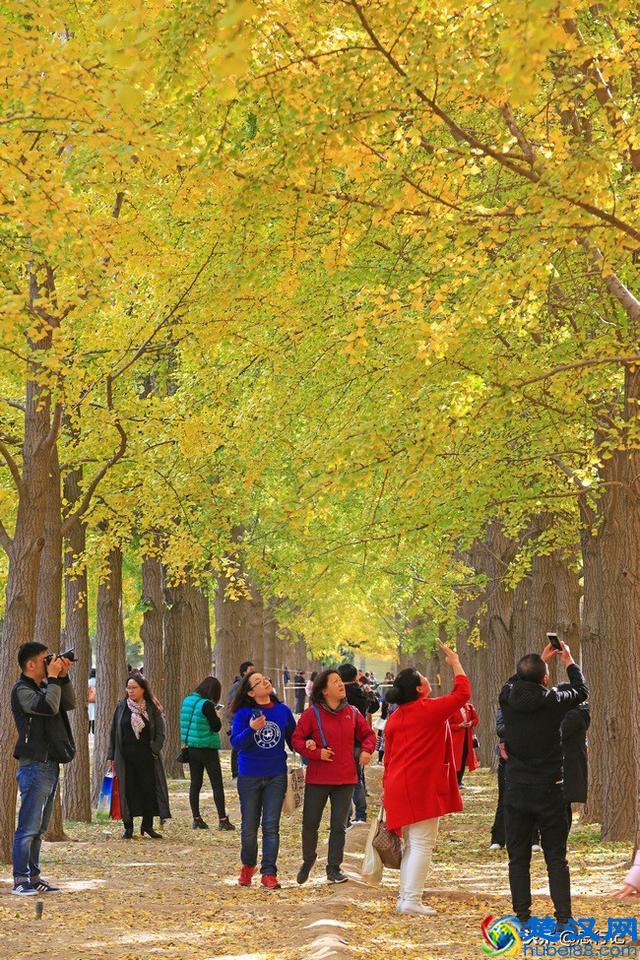 钓鱼台银杏大道开始大面积变黄，又到了一年一度的最佳赏银杏季节
