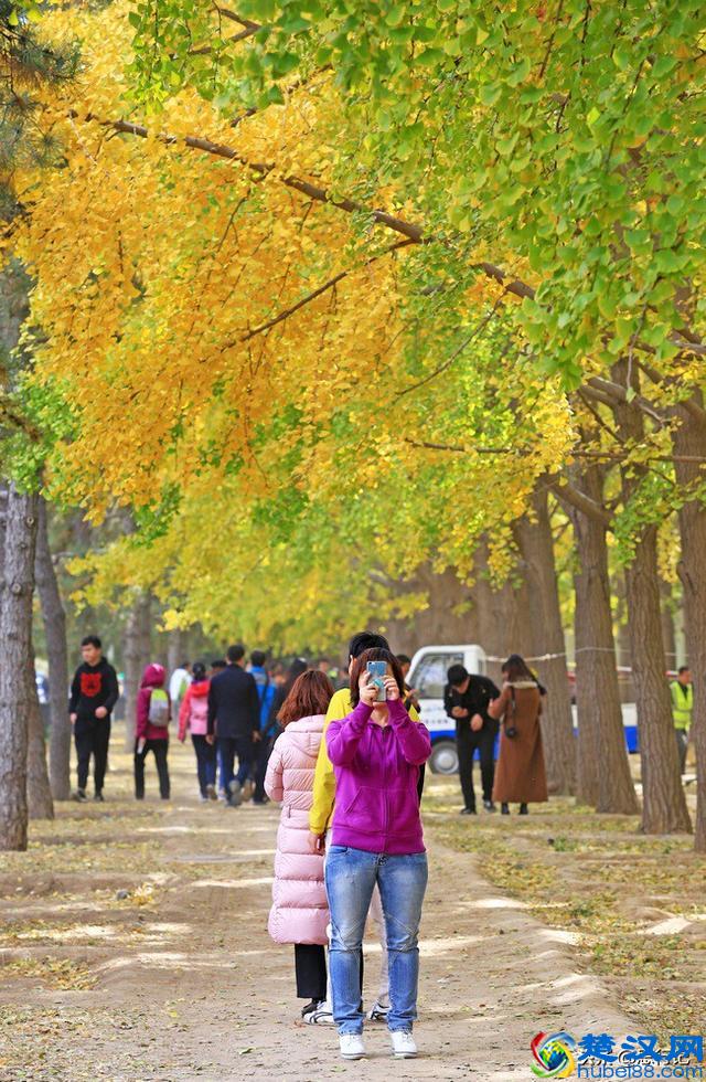 钓鱼台银杏大道开始大面积变黄，又到了一年一度的最佳赏银杏季节