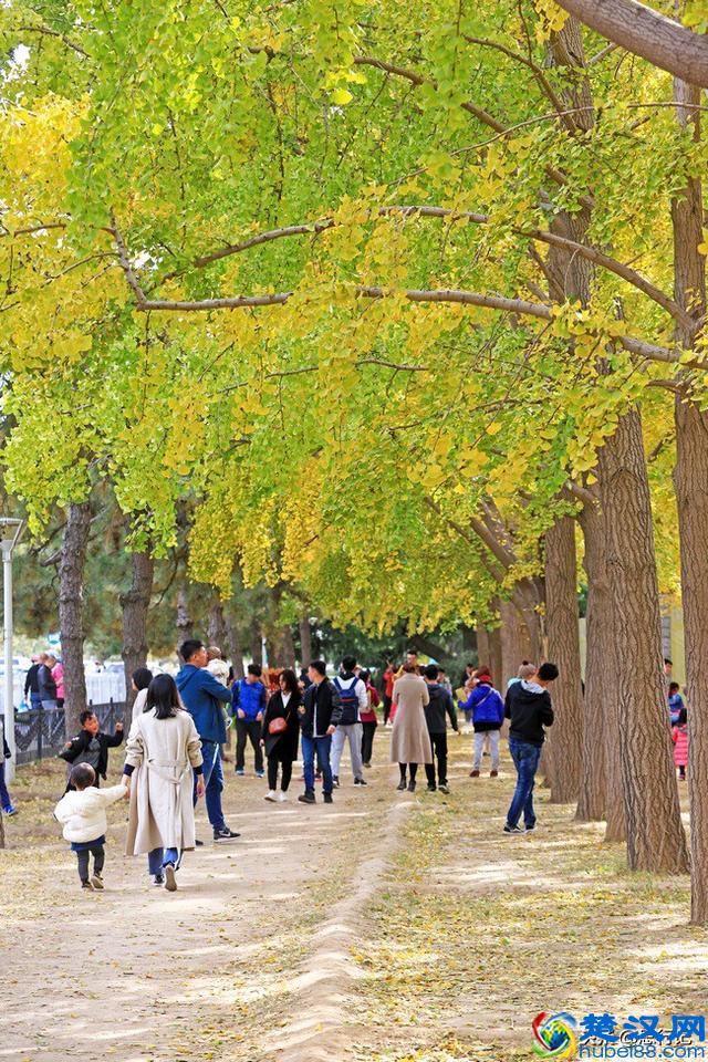 钓鱼台银杏大道开始大面积变黄，又到了一年一度的最佳赏银杏季节