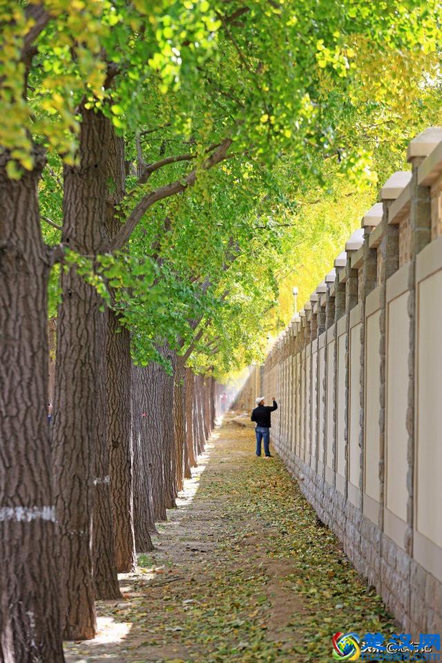 钓鱼台银杏大道开始大面积变黄，又到了一年一度的最佳赏银杏季节
