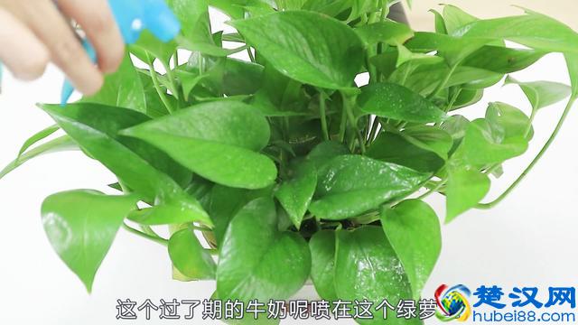 绿萝叶子枯黄了怎么办？教你几招，绿萝蹭蹭冒绿叶，一个月开爆盆