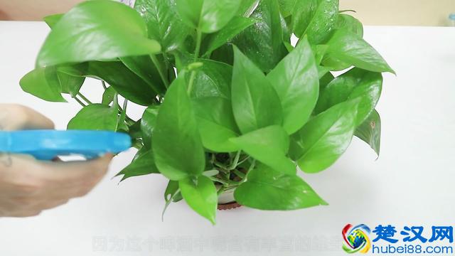 绿萝叶子枯黄了怎么办？教你几招，绿萝蹭蹭冒绿叶，一个月开爆盆