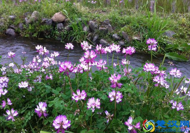 成语“如火如荼”中，“荼”是什么意思，为什么不读作茶？