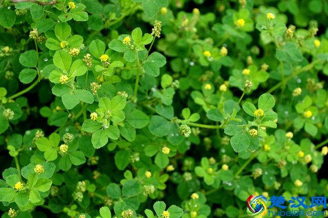 成语“如火如荼”中，“荼”是什么意思，为什么不读作茶？