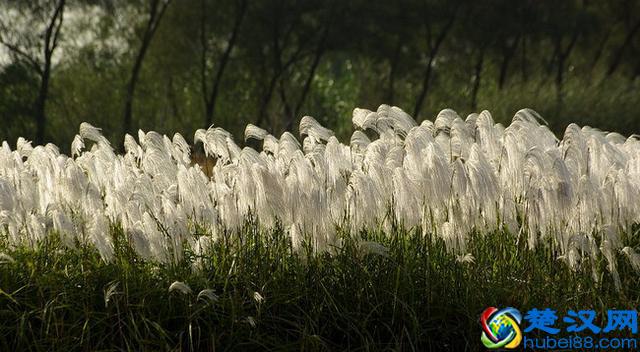 成语“如火如荼”中，“荼”是什么意思，为什么不读作茶？
