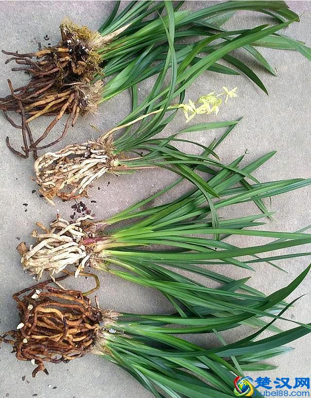 花生壳是好东西，这样处理一下，养啥花都不烂根，长的旺开花多！