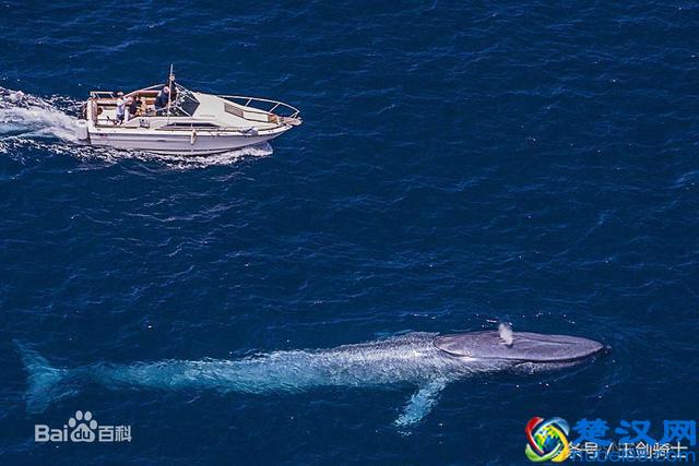 地球已知最大三大动物排行:蓝鲸仅居第三!