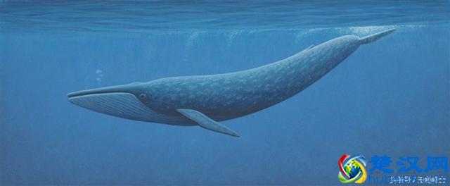 地球已知最大三大动物排行:蓝鲸仅居第三!