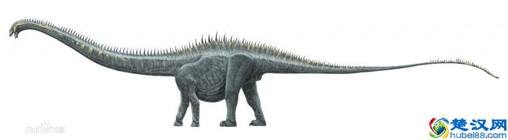 地球已知最大三大动物排行:蓝鲸仅居第三!