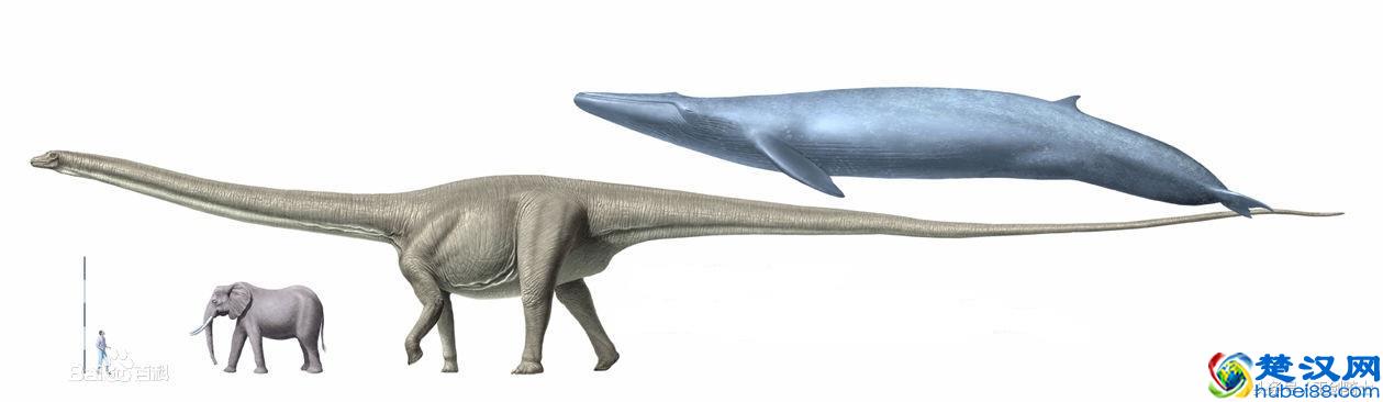 地球已知最大三大动物排行:蓝鲸仅居第三!