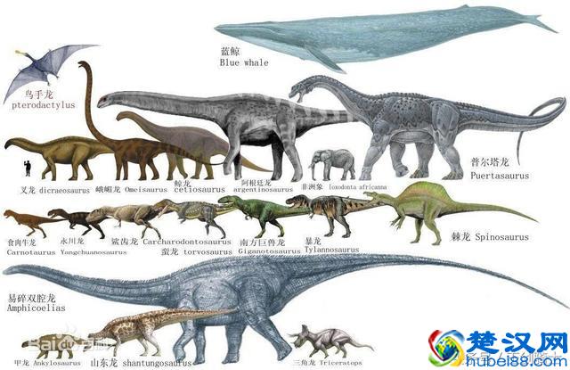 地球已知最大三大动物排行:蓝鲸仅居第三!