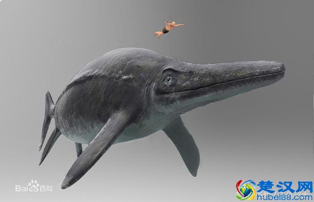 地球已知最大三大动物排行:蓝鲸仅居第三!