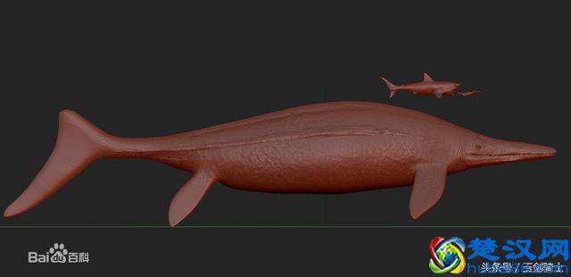 地球已知最大三大动物排行:蓝鲸仅居第三!