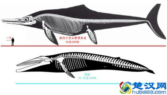 地球已知最大三大动物排行:蓝鲸仅居第三!