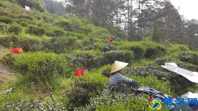 正宗碧螺春产地是哪，哪里的碧螺春品质最好？