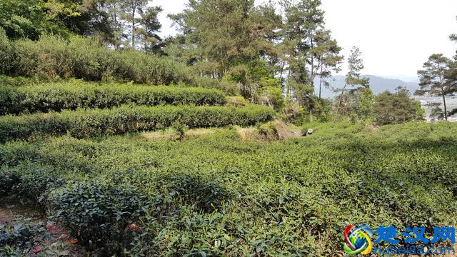 正宗碧螺春产地是哪，哪里的碧螺春品质最好？