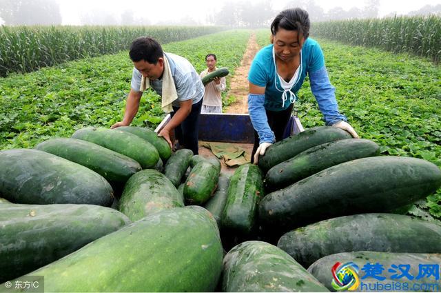 现在冬瓜价格多少钱一斤？8月7日各产区冬瓜收购价行情信息汇总