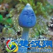新一波表情包来袭！微博上热爆网络的蓝瘦，香菇是什么意思？