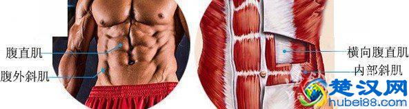 马甲线是什么？马甲线怎么练？