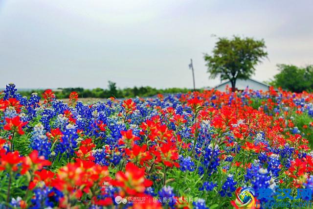 美国，最文艺的德克萨斯州