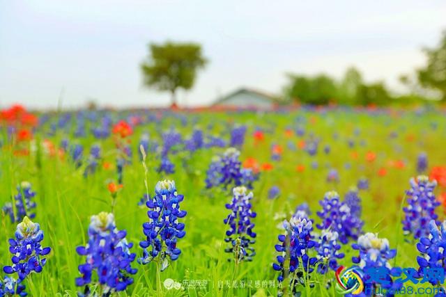 美国，最文艺的德克萨斯州